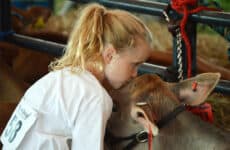 Junior 4-H member, Anabelle Edelstein, cuddles with her calf “Squiggle” before the Dairy Show.